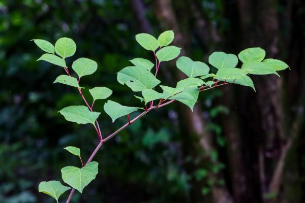 Japanese knotweed